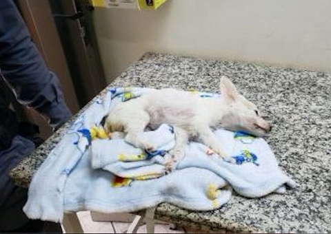 Mulher é presa após ser flagrada tentando matar cadela por asfixia