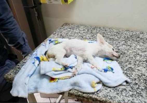 Mulher é presa após ser flagrada tentando matar cadela por asfixia