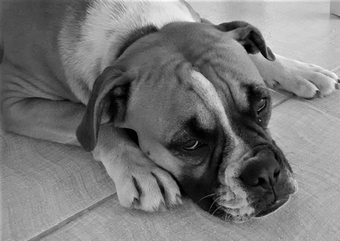 Casal é condenado por maus-tratos ao manter cães sem abrigo, água e comida