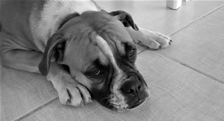 Casal é condenado por maus-tratos ao manter cães sem abrigo, água e comida