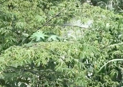 Chocante: Padrasto dá detalhes sobre bebê jogada em igarapé de Manaus