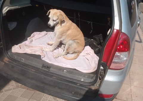 Homem que arremessou cachorro de 7 metros de altura é detido no Amazonas