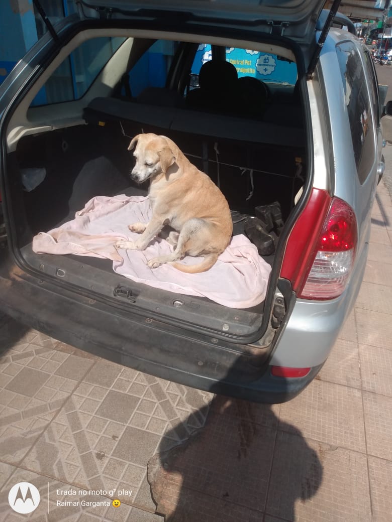 Homem que arremessou cachorro de 7 metros de altura é detido no Amazonas