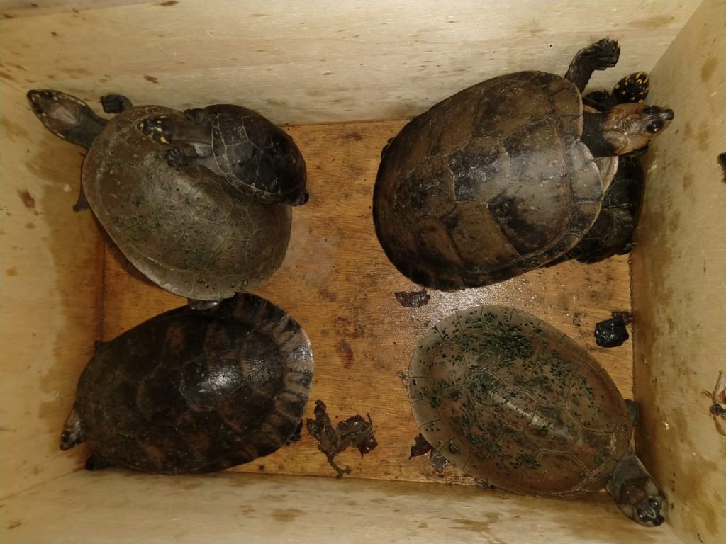 Galos usados em rinha são apreendidos em Manaus