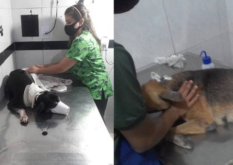 Suspeito é liberado após esfaquear gatos e cachorros em Manaus