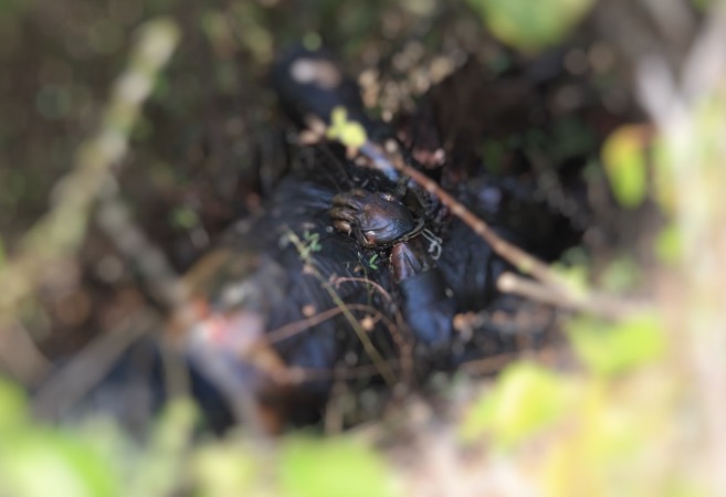 Com mãos algemadas, homem é encontrado em decomposição em ramal de Manaus