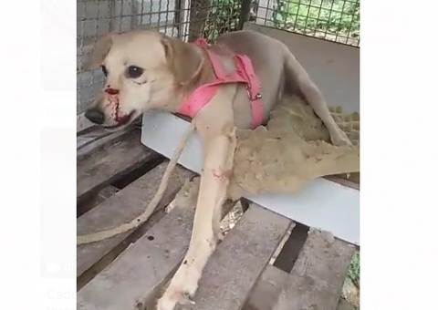 Armado com terçado, homem ataca e fere cadela de vizinho em Manaus