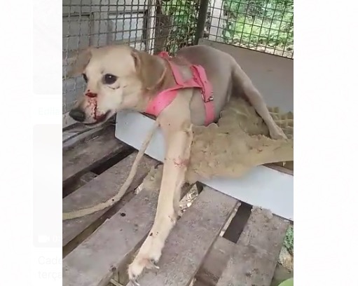 Armado com terçado, homem ataca e fere cadela de vizinho em Manaus