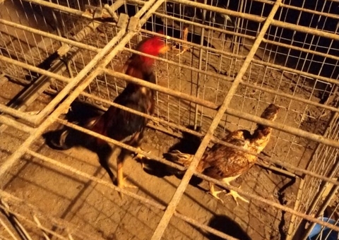 Galos usados em rinha são apreendidos em Manaus