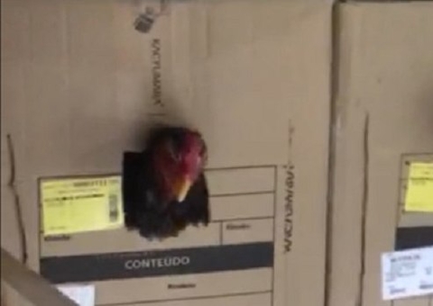 Polícia fecha rinha de galos e apreende 100 animais 