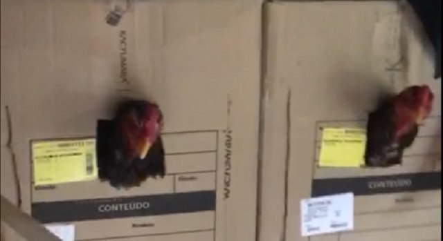 Polícia fecha rinha de galos e apreende 100 animais 