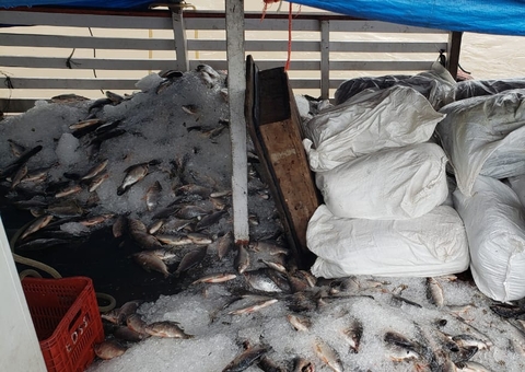 Mais de 8 toneladas de pirarucu ilegal são apreendidos em embarcação do AM