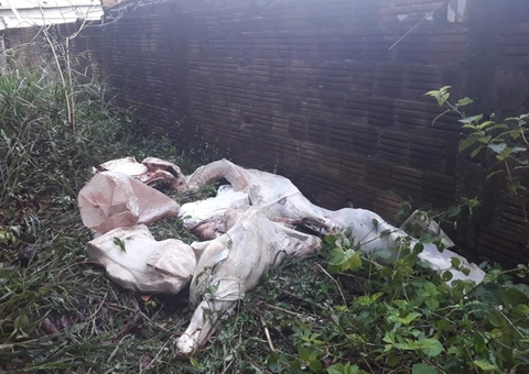 Polícia frusta furto a quartos de boi em açougue de Manaus 