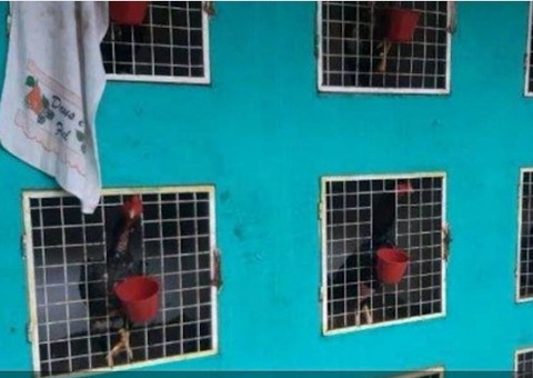 Após denúncia, polícia desarticula "rinha de galo" em casa de Manaus 