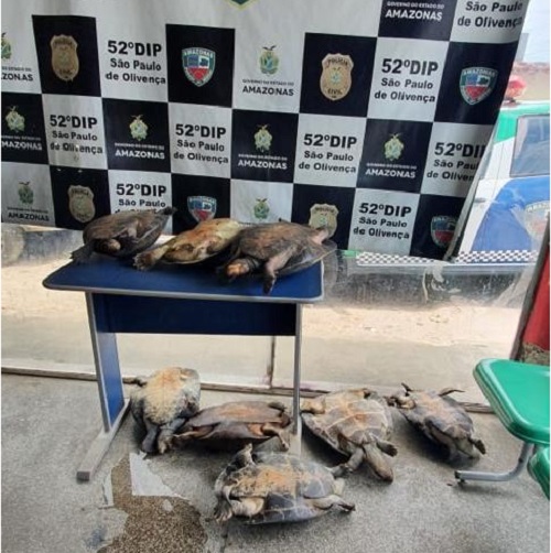 Homem é preso com quelônios em barco no Amazonas