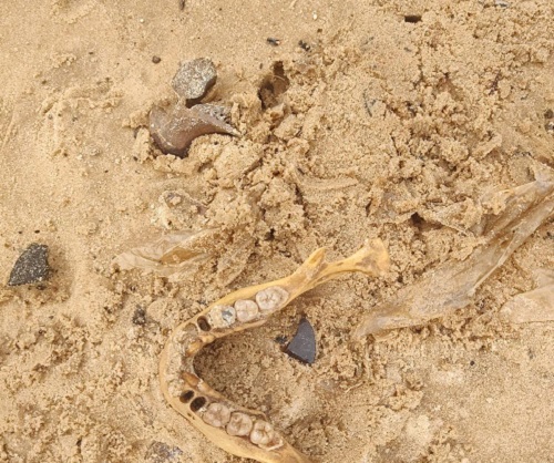 Ossada humana é encontrada às margens do Rio Negro na Manaus Moderna