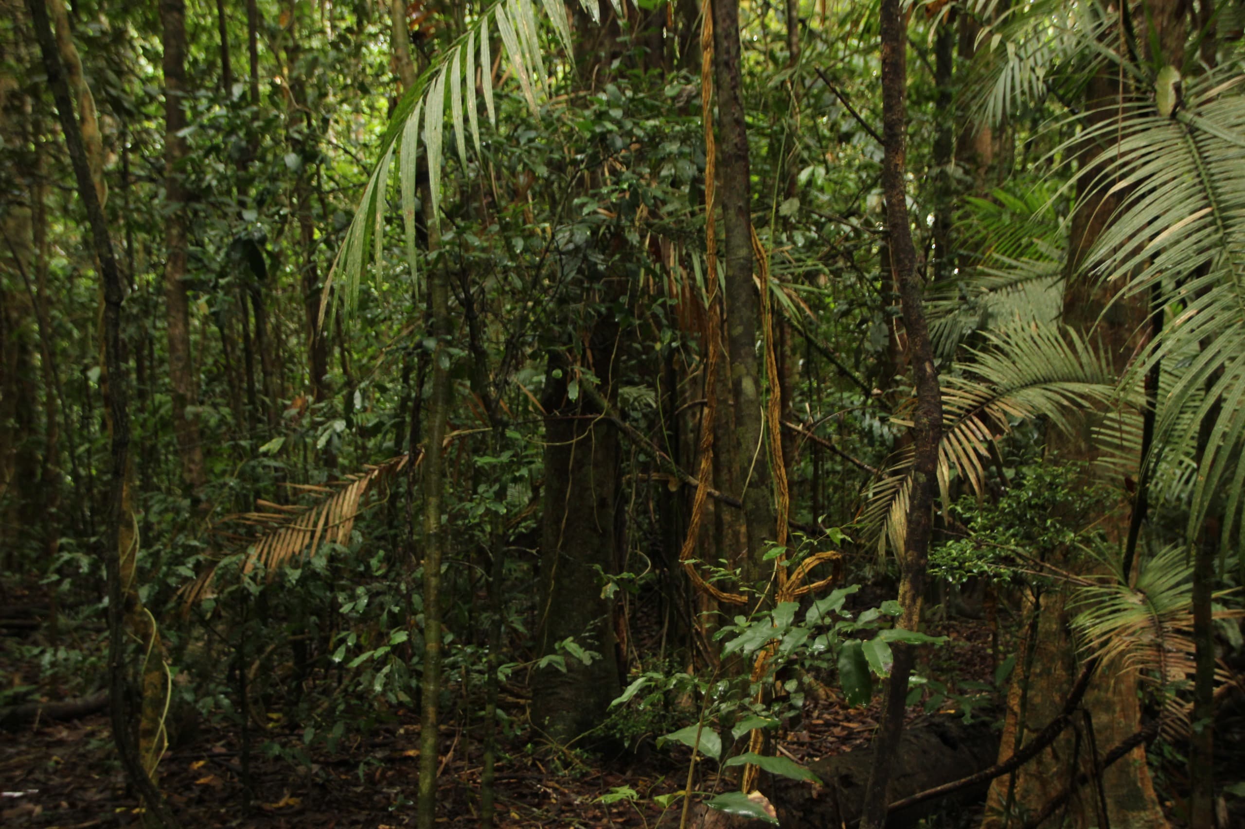 Projeto habitacional em Presidente Figueiredo é investigado por desmatamento ilegal