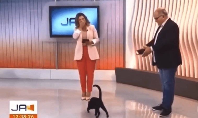 Gatinho invade estúdio durante jornal ao vivo da Globo; vídeo