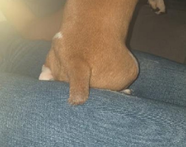 Idosa é denunciada após cortar rabo de cachorra com tesoura