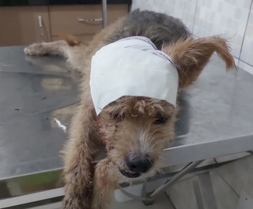 Mulher tem ataque de fúria e esfaqueia cadela em rua de Manaus; vídeo