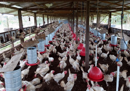 Governo sanciona lei que cria o Dia Estadual do Avicultor no Amazonas