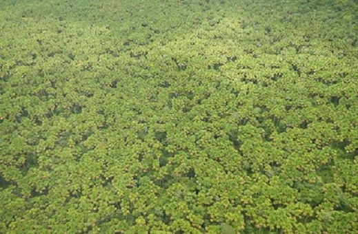 MPF faz recomendação para regularizar terras da área de proteção no Amazonas