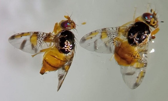 Mosca-do-mediterrâneo é encontrada em mangas em Manaus; saiba como identificar
