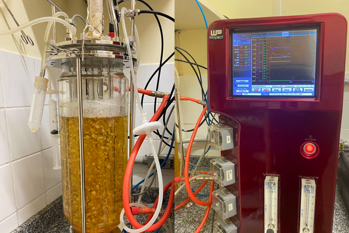 Estudo no Amazonas aponta bioativos de cogumelos para eliminar radicais livres e prevenir doenças