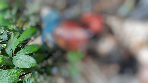 Amordaçado e com mãos amarradas, corpo é encontrado em chácara no Jorge Teixeira