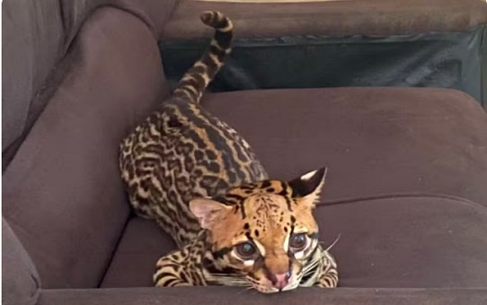 Jaguatirica é resgatada após atacar criança indígena em Barcelos