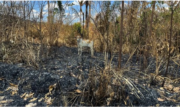 Governo proíbe uso de fogo e decreta situação de emergência no Pará