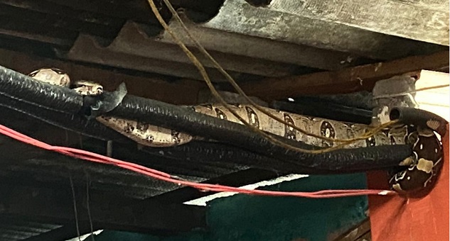 Moradores se assustam ao encontrarem jiboia dentro de casa no São José