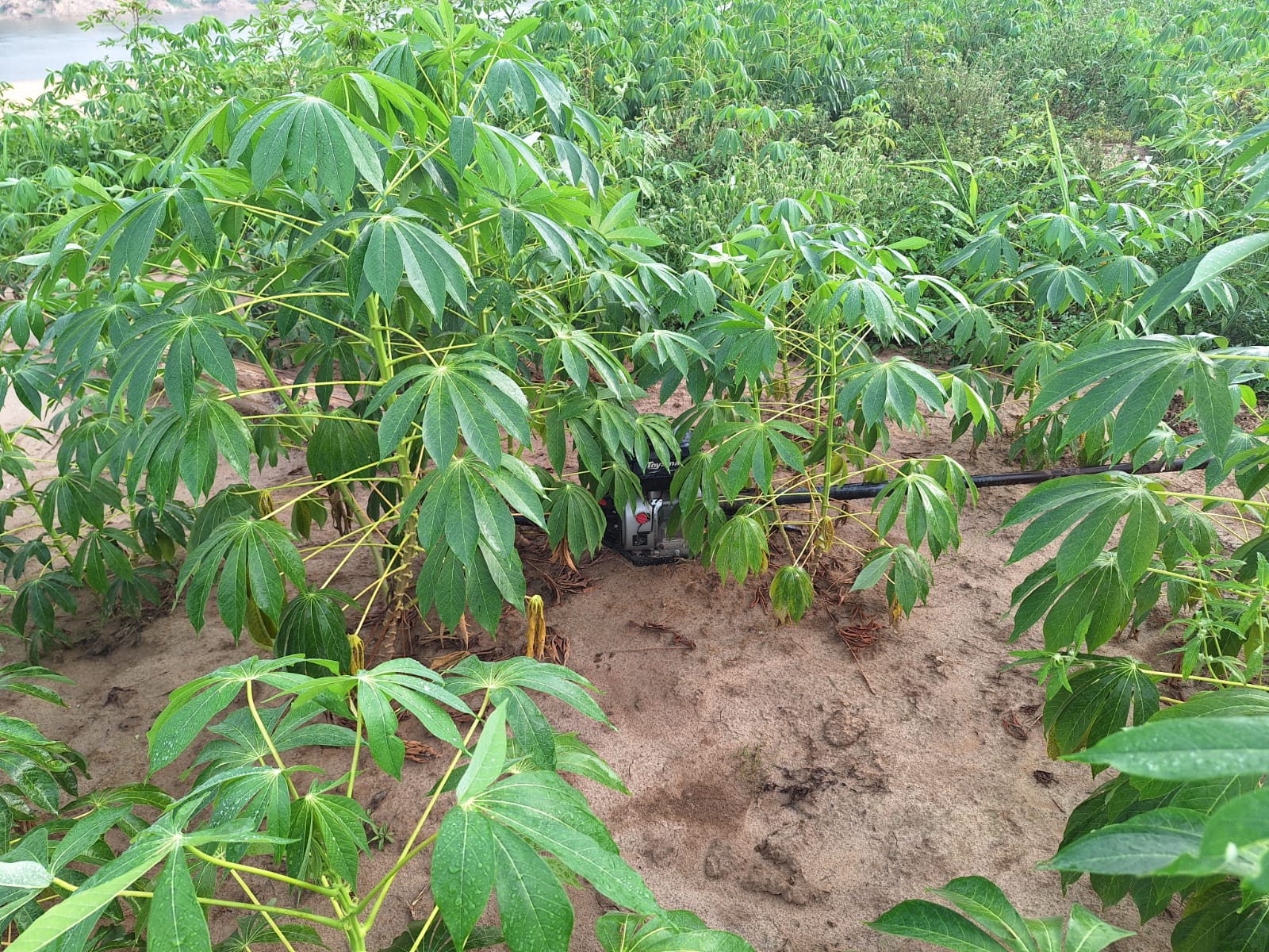 Motor é encontrado escondido em plantação de mandioca após ser furtado em Lábrea
