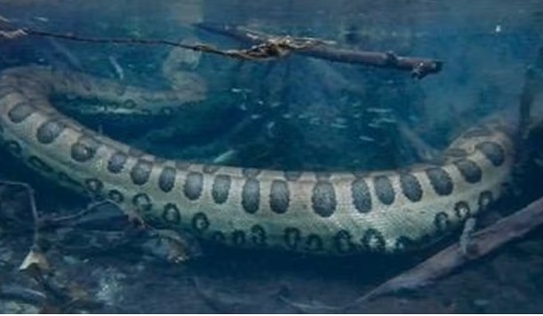 Turista australiano fica 'cara a cara' com sucuri em MS