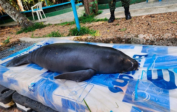 Filhote de peixe-boi é resgatado em Barreirinha e levado para o Inpa, em Manaus