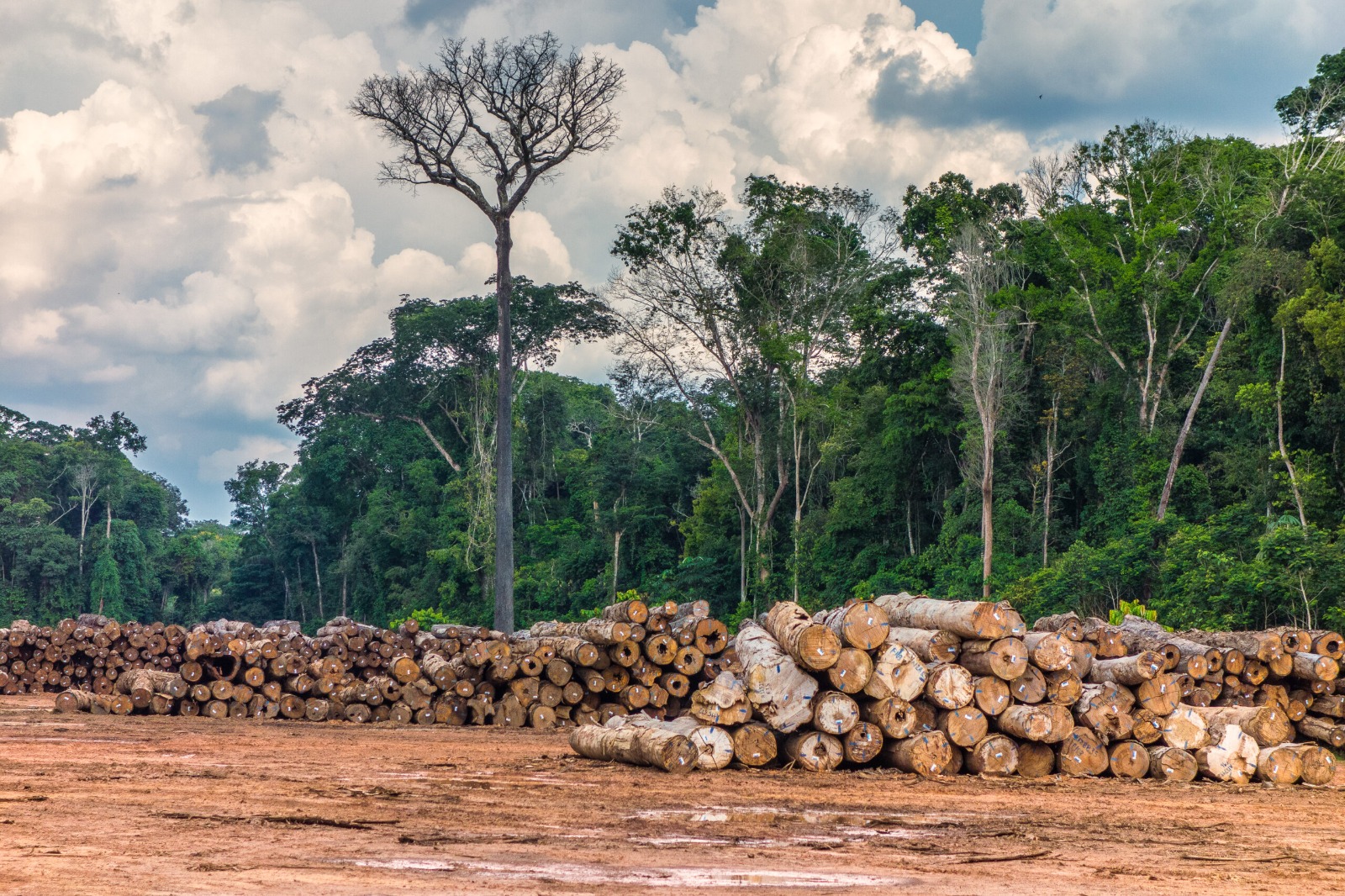 Três terras indígenas que lideram exploração madeireira na Amazônia estão na BR-319