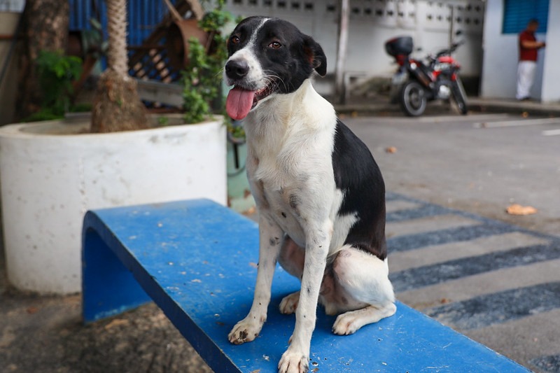 'Adote um bom velhinho': campanha incentiva adoção de cachorros adultos em Manaus