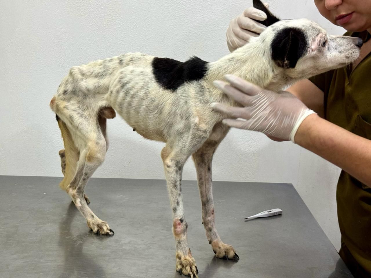 Polícia encaminha mais de 120 inquéritos de maus-tratos a animais à justiça no Amazonas