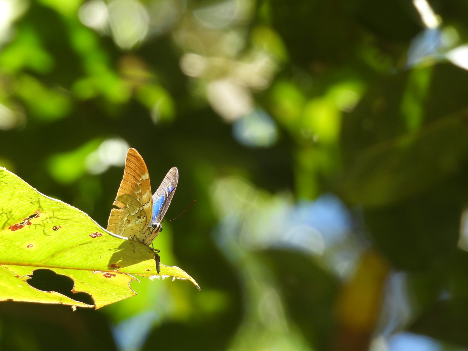 Pesquisa produz guias ilustrados com espécies de borboletas que se alimentam de frutos