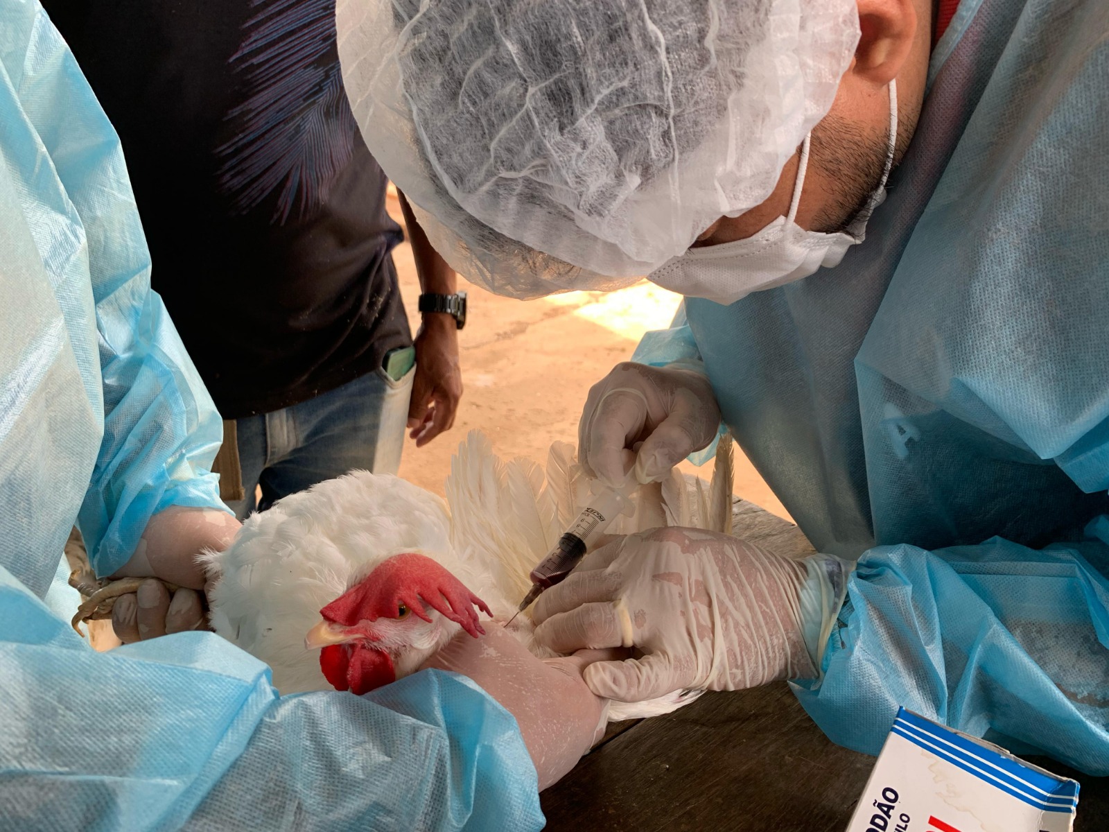 Influenza Aviária: Adaf vai coletar amostras de aves em 190 granjas no Amazonas