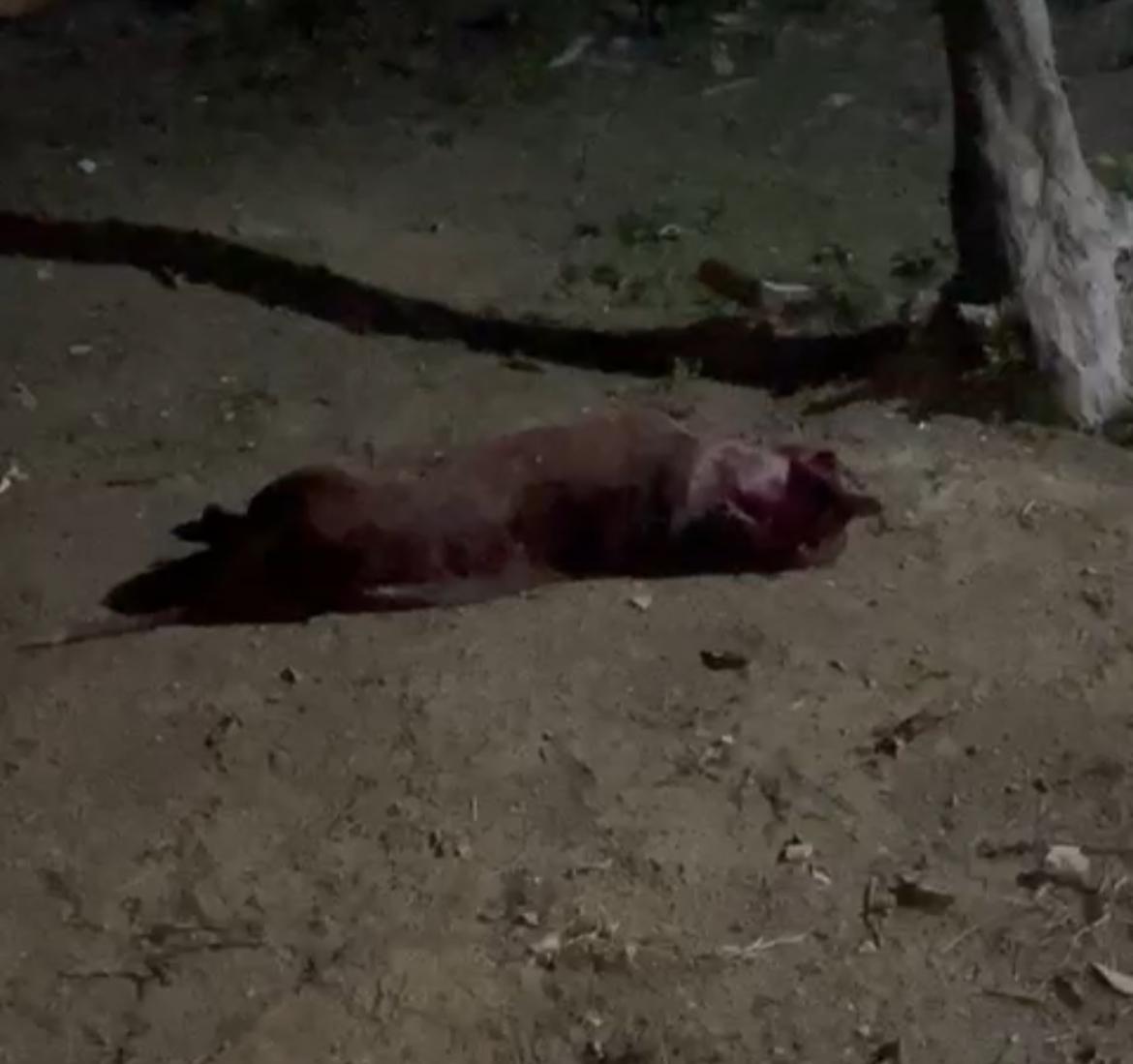 Pitbull é morto a terçadadas ao atacar cachorro na Cidade Nova