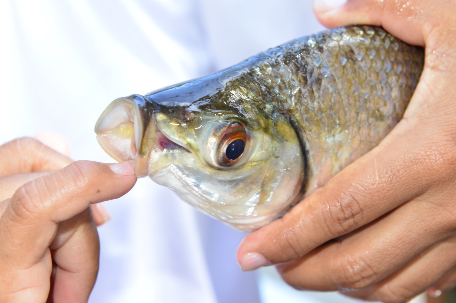 Pesquisa recomenda que jaraqui entre na lista de defeso