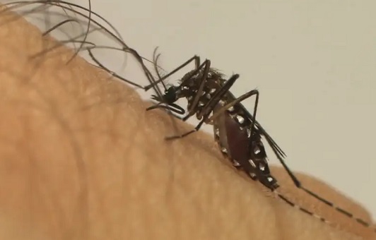 Epidemia: RJ bate recorde de internações por dengue