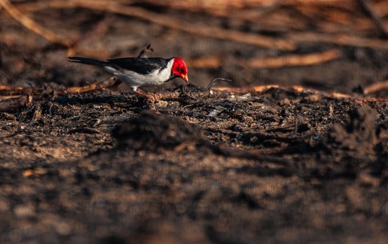 Período crítico de incêndios gerou aumento no resgate de animais silvestres em 2024