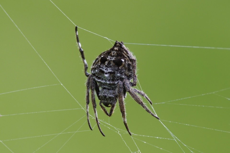 Mais forte que aço, teia de aranha intriga cientistas 