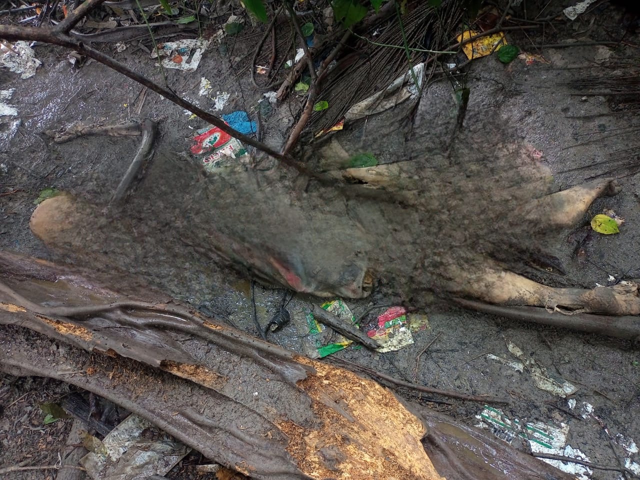Arrastado pela chuva, corpo é encontrado em área de mata na Avenida Efigênio Salles