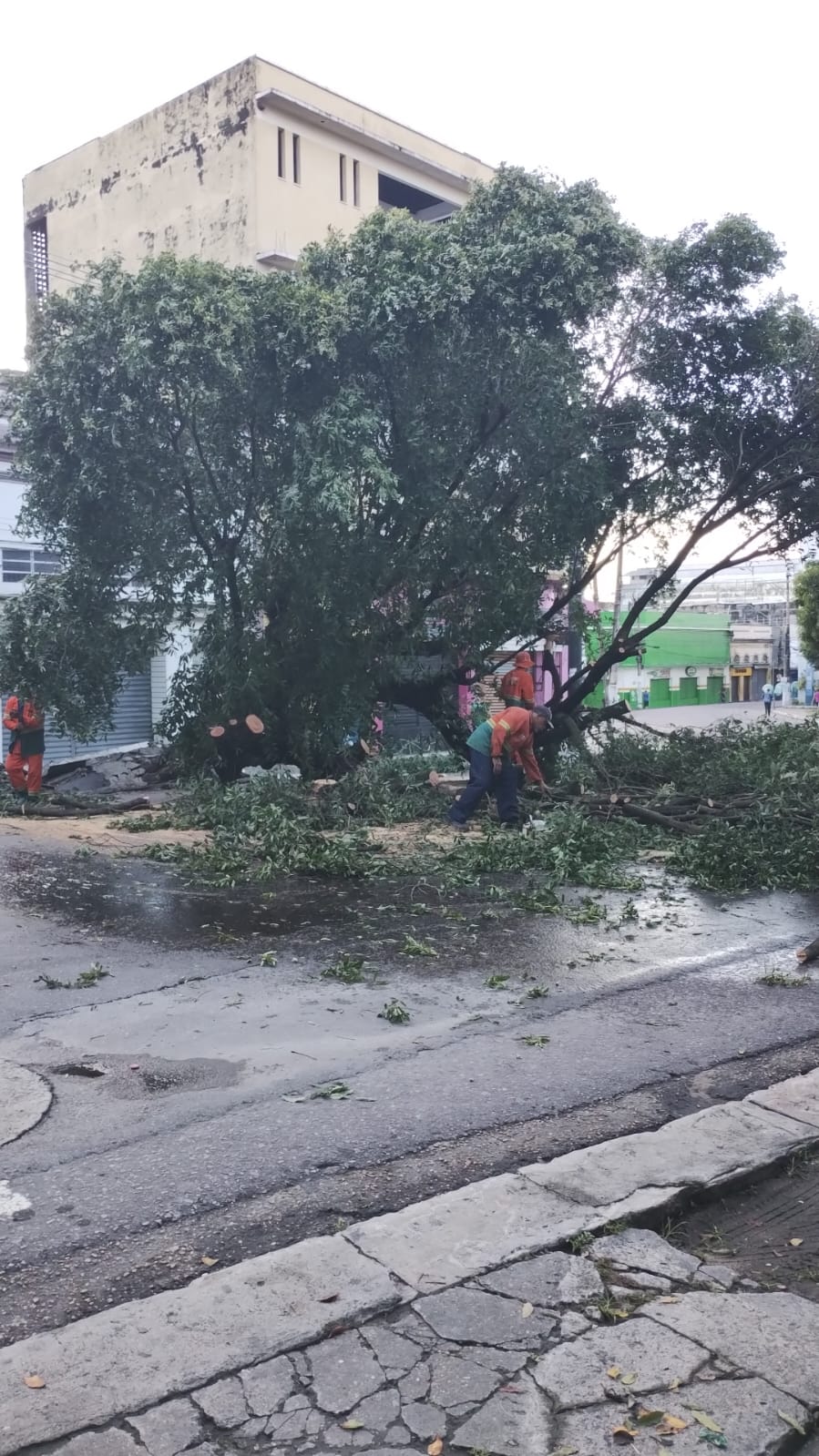 Árvore tomba durante temporal e bloqueia avenida no Centro