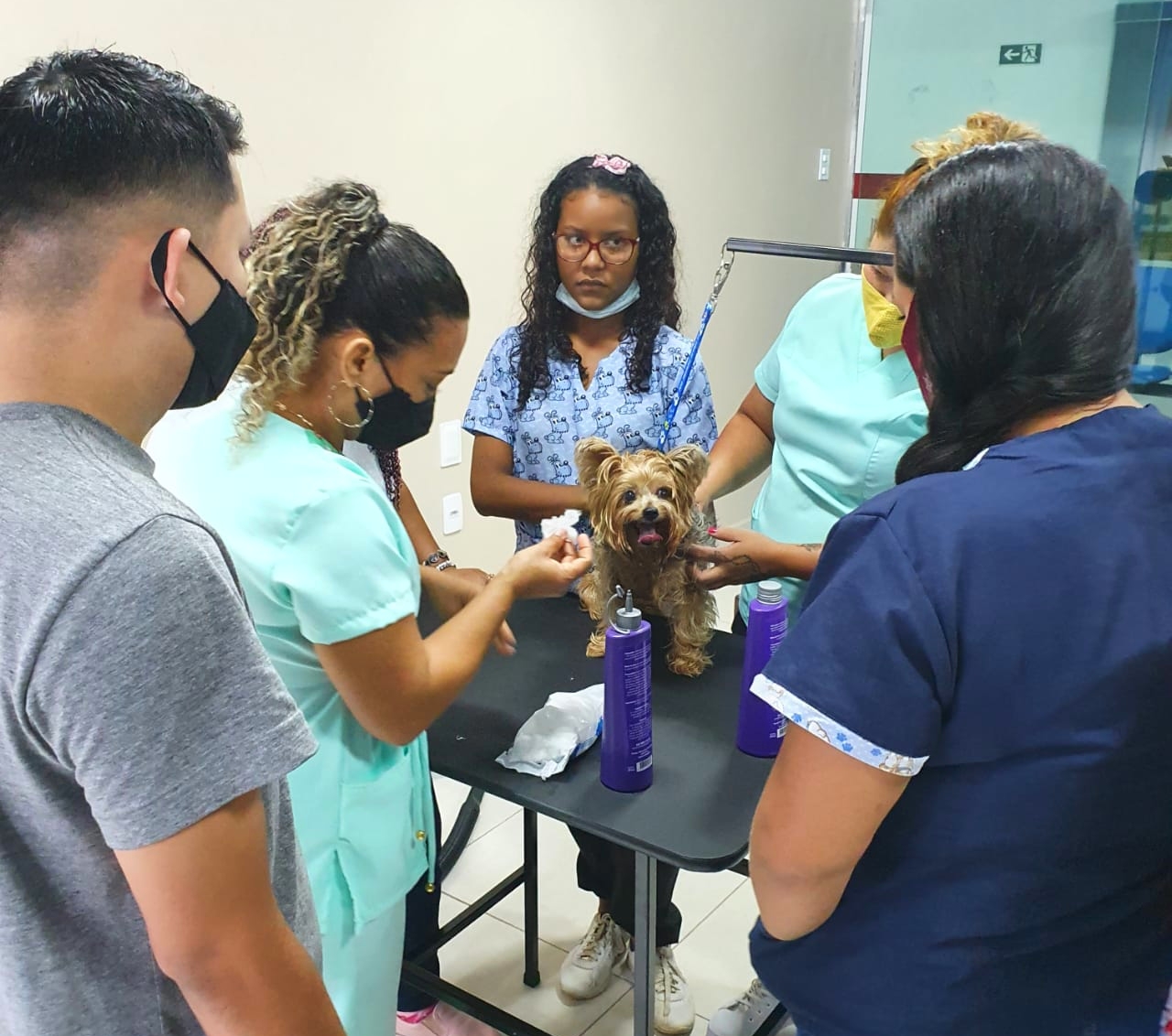 Abre amanhã inscrições para curso gratuito de 'Banho e Tosa para Pets' em Manaus