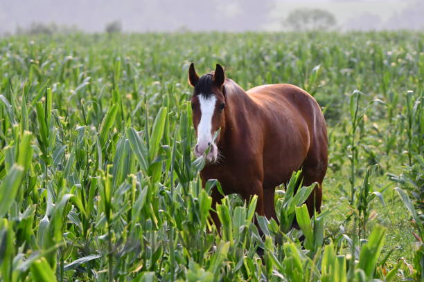 Produtor rural é indenizado após cavalos pisotearem e comerem plantação de milho