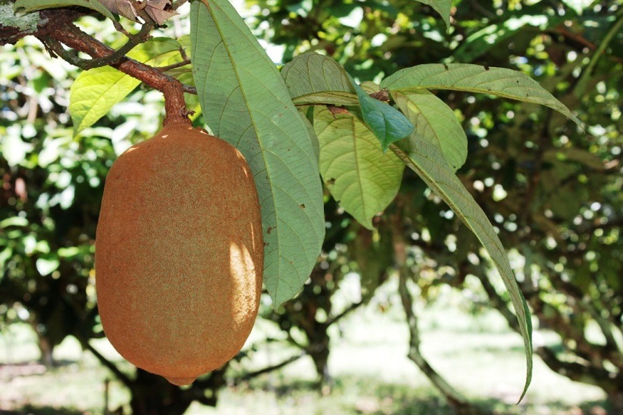 Agricultores fazem curso sobre conservação e enxertia de fruteiras no Amazonas